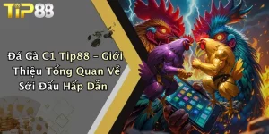 Đá Gà C1 Tip88 – Giới Thiệu Tổng Quan Về Sới Đấu Hấp Dẫn