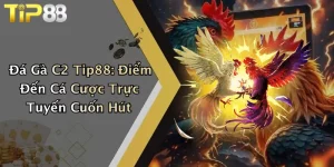 Đá Gà C2 Tip88: Điểm Đến Cá Cược Trực Tuyến Cuốn Hút