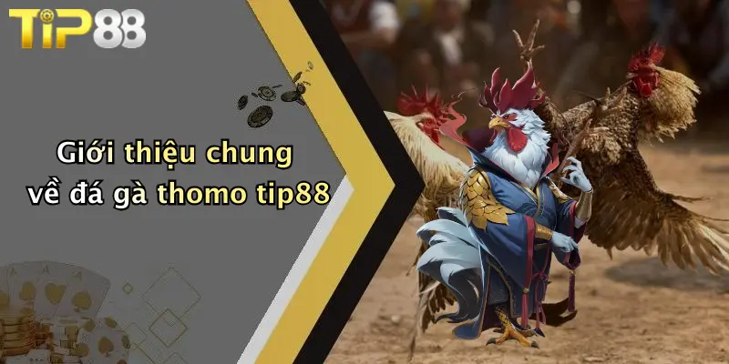 Giới thiệu chung về đá gà thomo tip88