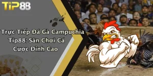 Trực Tiếp Đá Gà Campuchia Tip88: Sân Chơi Cá Cược Đỉnh Cao