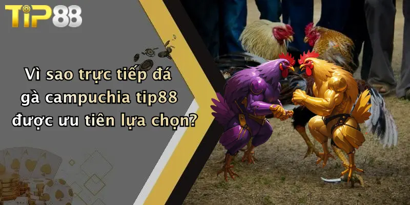 Vì sao trực tiếp đá gà campuchia tip88 được ưu tiên lựa chọn?